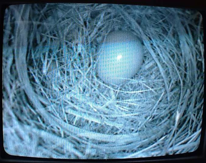Eastern Bluebird live nest cam 2013