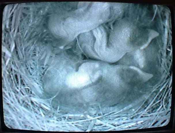 Eastern Bluebird live nest cam 2013