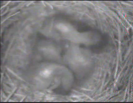 Live! Eastern Bluebird Nest, TN BlueBird TV: Live Bird Cam: Bluebird Nest Box Live Cam