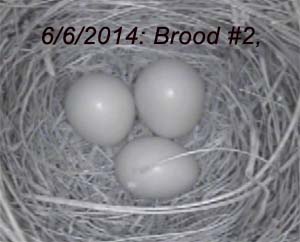 Bluebird live nest cam 2014