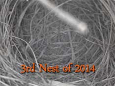 Live! Eastern Bluebird Nest, TN BlueBird TV: Live Bird Cam: Bluebird Nest Box Live Cam 2014