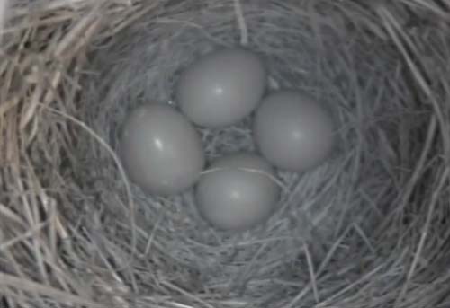 Bluebird live nest cam 2015