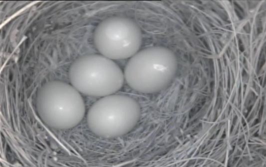 Live! Eastern Bluebird Nest, TN BlueBird TV: Live Bird Cam: Bluebird Nest Box Live Cam 2015