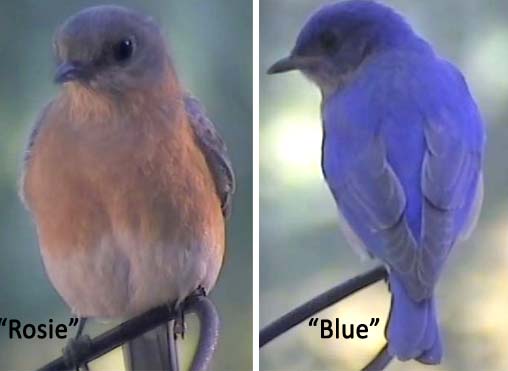 Eastern Bluebird live nest cam 2016