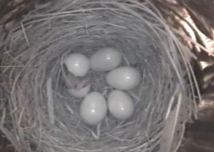 Live! Eastern Bluebird Nest, TN BlueBird TV: Live Bird Cam: Bluebird Nest Box Live Cam 2016