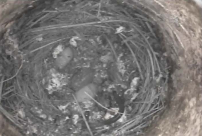Bluebird live nest cam 2016