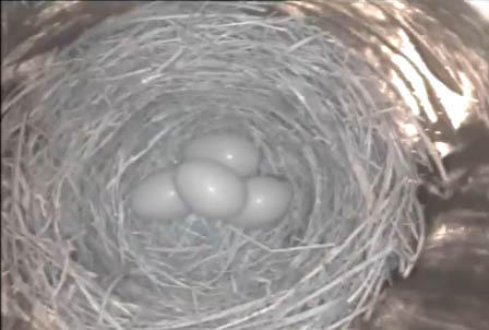 Live! Eastern Bluebird Nest, TN BlueBird TV: Live Bird Cam: Bluebird Nest Box Live Cam 2016