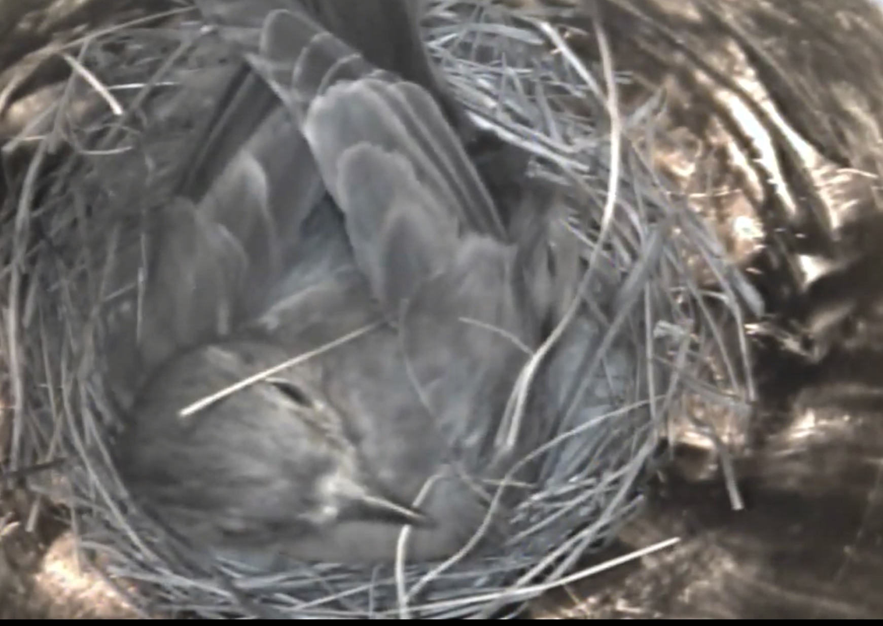Live! Eastern Bluebird Nest, TN BlueBird TV: Live Bird Cam: Bluebird Nest Box Live Cam 2018