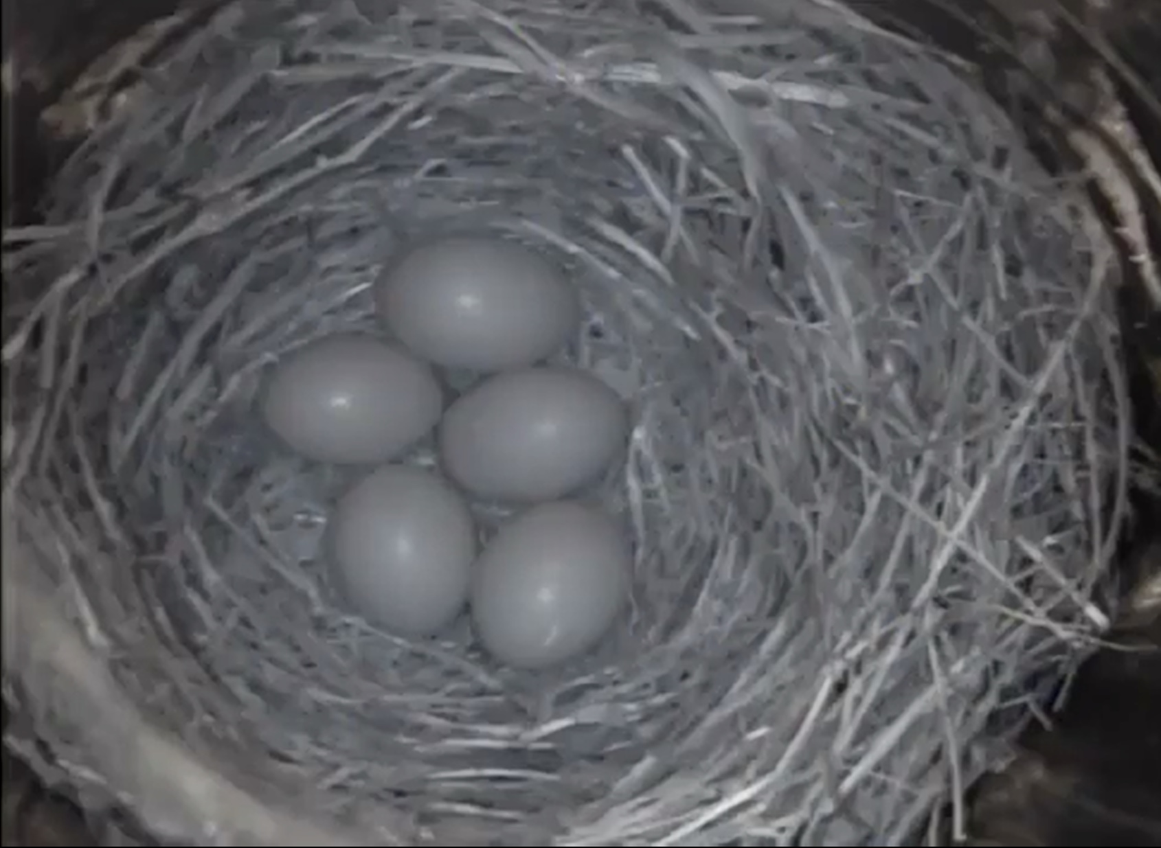 Live! Eastern Bluebird Nest, TN BlueBird TV: Live Bird Cam: Bluebird Nest Box Live Cam 2019