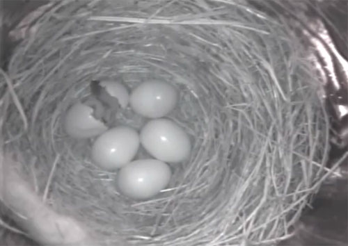 Live! Eastern Bluebird Nest, TN BlueBird TV: Live Bird Cam: Bluebird Nest Box Live Cam 2019