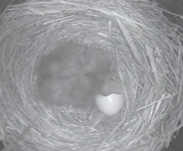 Live! Eastern Bluebird Nest, TN BlueBird TV: Live Bird Cam: Bluebird Nest Box Live Cam 2020
