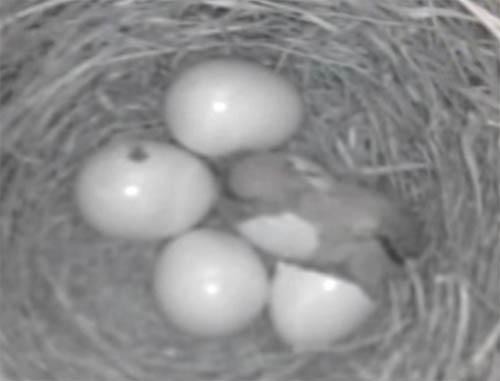 Live! Eastern Bluebird Nest, TN BlueBird TV: Live Bird Cam: Bluebird Nest Box Live Cam 2020