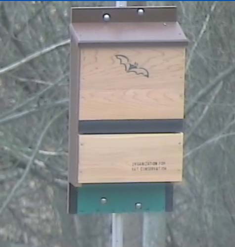 Live! Eastern Bluebird Nest, TN BlueBird TV: Live Bird Cam: bat house