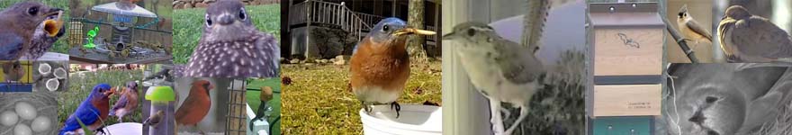 Live bird cams. Eastern Bluebirds nesting box. Live video bird feeders.